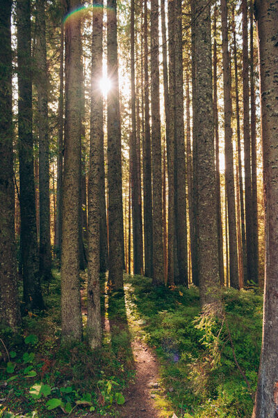 Фото густого хвойного леса. Луч утреннего солнца прорывается сквозь ветви деревьев в лесу. Тропа, ведущая вглубь леса. Осенний пейзаж. Атмосферная прогулка на природе