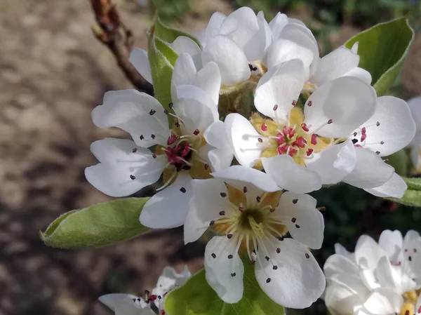 stock image Pear blossom, close-up, blurred background, early spring. Selective shallow focus of pear blossoms in the spring season. Pear branch in bloom. Pears blossom in early spring, moody day picture.