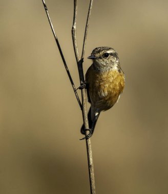 Güney Afrika 'da bir kadın taş fotoğraf çekilmişti..