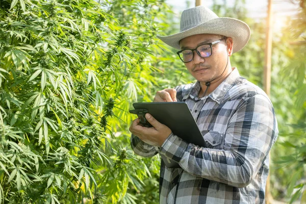 Female farmer holding tablet to monitor cannabis quality on farm, research on cbd in hemp oil.