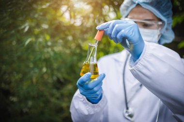  Bir doktor ya da araştırmacı kenevir bitkisi özünü inceler. Alternatif tıpta CBD kenevir yağı. Biyoloji, ekoloji, şifalı bitkiler, ilaç endüstrisi. Alternatif tıp.