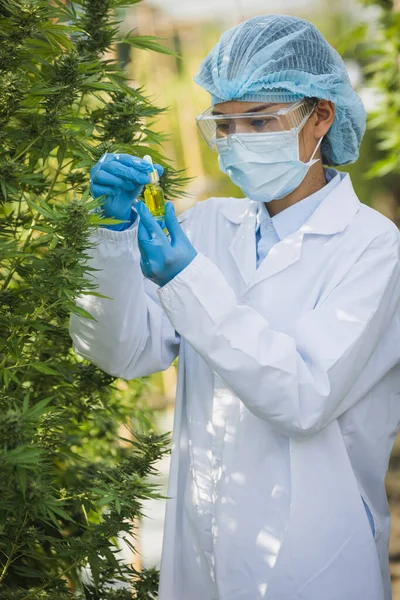 Researchers examine extracts from the hemp plant. Used to make products in alternative medicine.CBD Natural from organic hemp on the farm. Biological and Ecological Medicine, Herbs, CBD Oil.