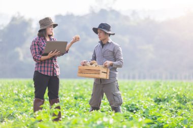 Çiftçiler veri kaydetmek için dijital akıllı tabletler kullanarak büyüme ve kaliteyi araştırıyorlar. Kavram: Tarım alanında araştırma ve öğrenim sorunları. Agronomist.Smart Çiftçisi.