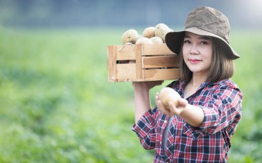 Kutularda patates taşıyan çiftçi. Topraktan patates yetiştiren, tarım yapan ve çiftçilik yapan organik patatesler depoluyor. Sağlıklı taze vejetaryen yiyecek 4K ağır çekim.