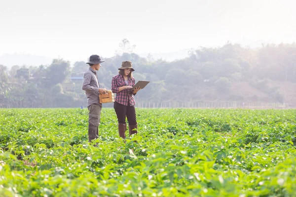 农民使用数字智能平板电脑记录数据 对增长和质量进行调查 农业研究中的问题 农艺学家 聪明农民 — 图库照片