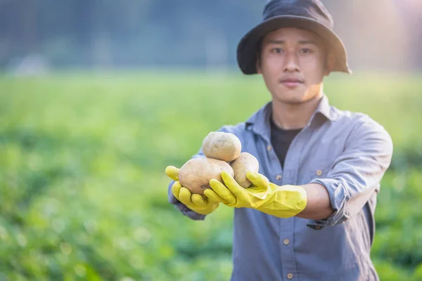 Farmer Holding Potatoes Field Storing Organic Potatoes Growing Potato Tubers — Stock Photo, Image