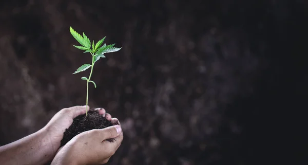 Las Plántulas Crecen Del Suelo Abundante Plantando Árboles Reduciendo Calentamiento —  Fotos de Stock