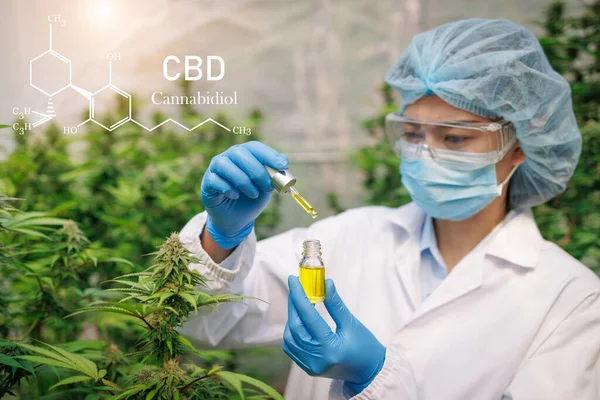 Zkušenosti s CBD olejem