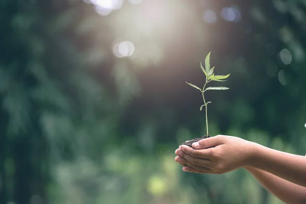 stock image Child hands holding and caring a young green plant, Hand protects seedlings that are growing, planting tree, reduce global warming,  growing a tree, love nature, World Environment Day