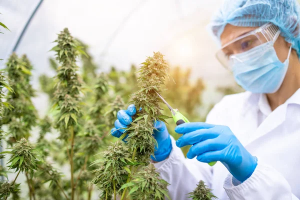 Smart Farmer Commercial Cannabis Farm Asian Female Researcher Examines Quality — Stock Photo, Image