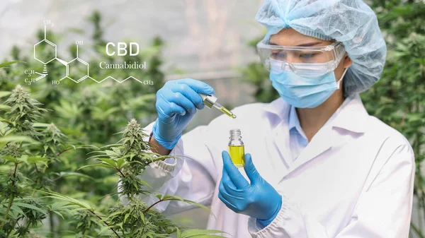 Původ CBD