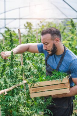 Kenevir tarlasında erkek çiftçi hasat etmeden önce bitkileri ve çiçekleri kontrol ediyor. Ticari tarım kenevir çiftliği ve bitkisel tıp kavramı.