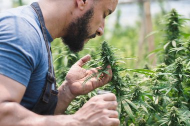 Kenevir bitki alanında, esrar, tarımı kontrol çiftçi yasal bir tıbbi ilaç olarak esrar bitki çiçekli.