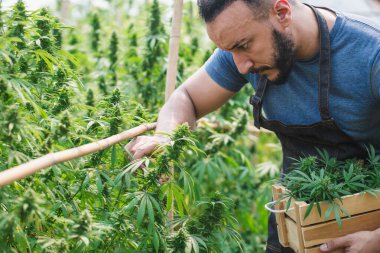 Kenevir bitki alanında, esrar, tarımı kontrol çiftçi yasal bir tıbbi ilaç olarak esrar bitki çiçekli.