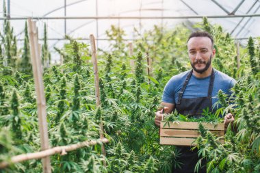 Çiftçiler kenevir ekinleri toplarlar. CBD yağı elde etmek ve alternatif kenevir bitkileri üzerinde alternatif tıbbi araştırmalar yürütmek.