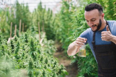 Bir çiftçi cam bir şişe tutuyor ve marihuanayı inceliyor. Alternatif tıbbi esrar, organik kenevir, bitkiler, esrar, kenevir yağı, cbd, ilaç endüstrisi araştırmaları için.