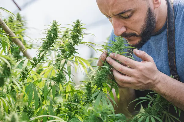 Farmers are inspecting and cutting hemp plants. To research alternative medical cannabis. farmed organic hemp herb marijuana hemp oil cbd pharmaceutical industry.