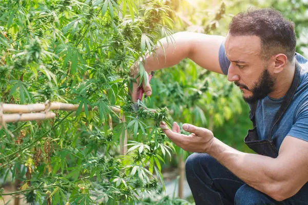 Landwirt Schneidet Marihuana Blätter Gewächshaus Genius Konzept Arbeitet Mit Cannabis Stockbild