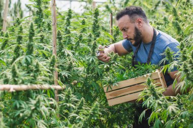 Çiftçi, seralarda, konseptlerde, tarımda ve bitkisel tıpta marihuana bitkilerini denetliyor ve buduyor..