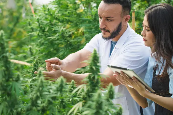 Researchers working together to research cannabis Record information. The concept of cannabis for medical purposes in the plant. Alternative medical research on alternative herbal medicine, cannabis.