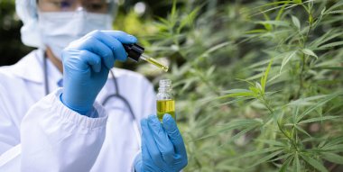 CBD Hemp yağı, Doktor elinde bir şişe kenevir yağı, esrar yaprağı, CBD ve haşhaş yağı içeren tıbbi marihuana ürünleri, alternatif tıp.