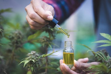 CBC kenevir yağı, pipetin içinde bir şişe kenevir yağı. Cbd kenevir yağı, tıbbi marihuana yağı konsepti
