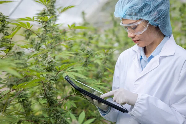 The doctor researched cannabis, Research of hemp oil extracts for medical purposes, CBD Hemp oil.
