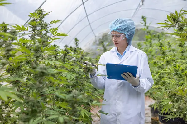 Scientist with mask and glasses checking and analizing hemp plants in a greenhouse.Concept of herbal alternative medicine, cbd oil, pharmaceutical industry.