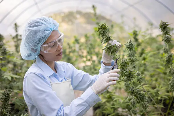Scientist with mask and glasses checking and analizing hemp plants in a greenhouse.Concept of herbal alternative medicine, cbd oil, pharmaceutical industry.