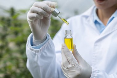  Doktor elinde bir şişe kenevir yağı, kenevir yaprağı, cbd ve haşhaş yağı, alternatif ilaç ya da ilaç konsepti içeren tıbbi marihuana ürünleri tutuyor..