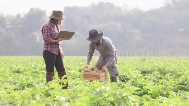 Kentang Dalam Peti Kayu Yang Dipanen Petani Untuk Diteruskan Konsep — Stok Video