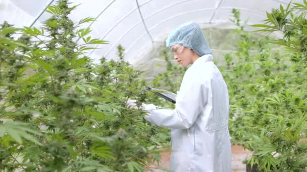 Dokter Onderzocht Cannabis Onderzoek Van Hennepolie Extracten Voor Medische Doeleinden — Stockvideo