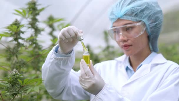 Los Investigadores Están Probando Gotas Aceite Cannabis Para Probar Calidad — Vídeos de Stock