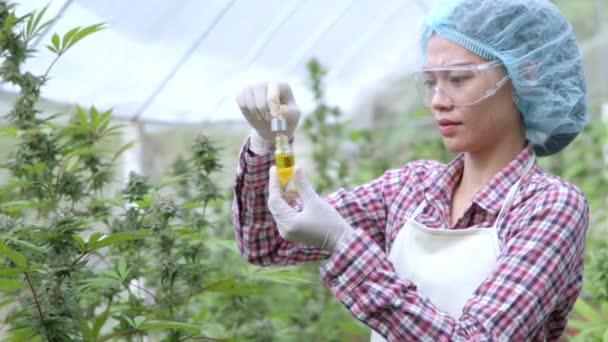 Ricercatori Stanno Testando Gocce Olio Cannabis Testare Qualità Dell Estratto — Video Stock