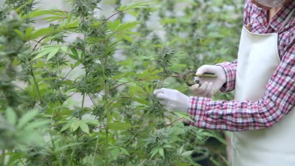 Ricercatore Che Taglia Fiori Freschi Marijuana Con Forbici Cannabis Leaf — Video Stock