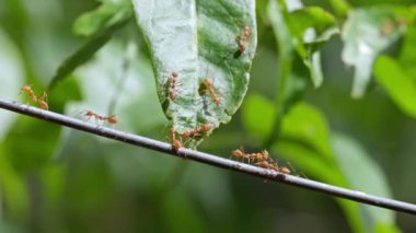 Kırmızı karıncalar grup halinde yürüyor, konsept ekip birlikte çalışıyor, video görüntüleri karınca ve küçük böceğin kurban edilişini gösteriyor.