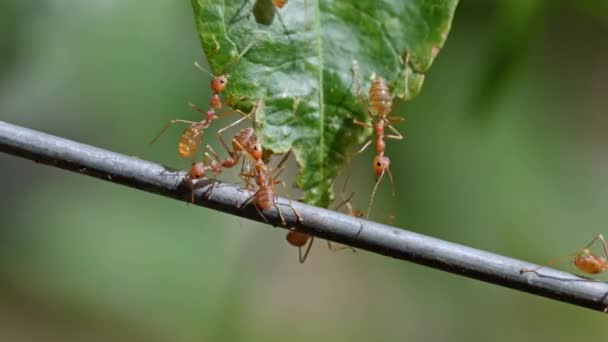 红蚂蚁群策群力 概念团队合作 视频画面展示了蚂蚁 小昆虫的牺牲 — 图库视频影像
