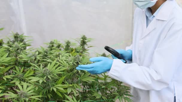 Onderzoekers Gebruiken Een Vergrootglas Kwaliteit Van Cannabisplanten Controleren Voor Gebruik — Stockvideo