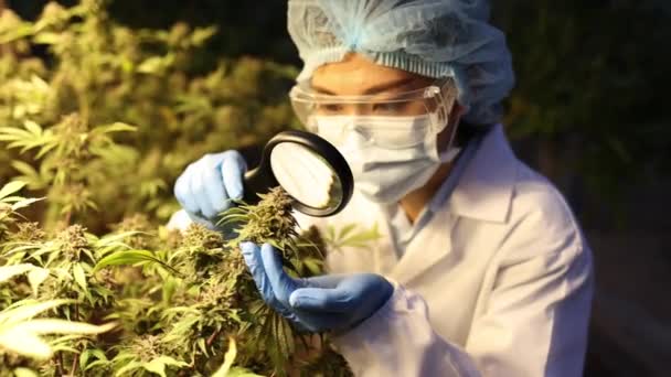 Pesquisadores Usam Uma Lupa Para Verificar Qualidade Das Plantas Cannabis — Vídeo de Stock