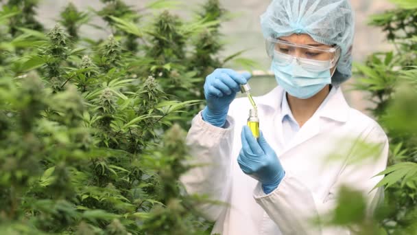 Researcher Holds Bottle Drops Extracted Oil Cannabis Cutting Greenhouse Biological — Stock Video