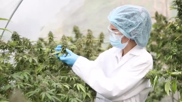 Onderzoekers Onderzoeken Marihuanabloemen Kassen Concept Van Kwaliteitscontrole Voor Het Maken — Stockvideo