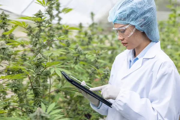 Männlicher Bauer Hält Tablette Für Cannabis Qualitätsprüfung Und Forschung Auf Stockfoto