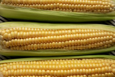 Taze Çiğ Organik Mısır Kabukta, üst görünüm. 