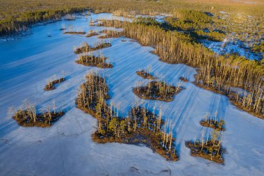 İlkbahar manzarası. Güneşli bir gün. Letonya doğası. Bataklıklarda buz ve kar. Çıplak ağaçlar.