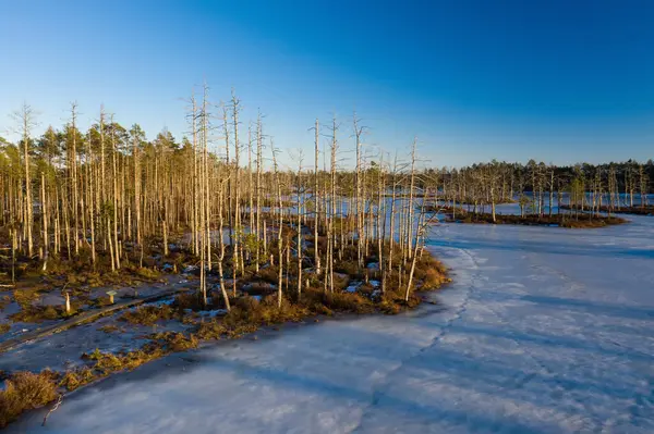Early Spring Landscape Sunny Day Latvian Nature Ice Snow Swamps — Stock Photo, Image