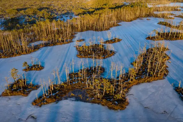 早春の風景 晴れた日 ラトビアの自然 沼の氷と雪 裸の木 — ストック写真