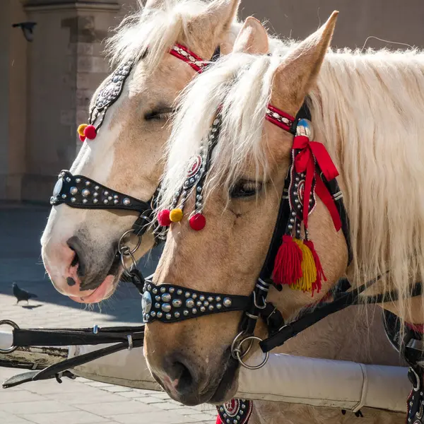 Ponies New Beautiful Decorative Harness Horse Equipment — Stock Photo, Image