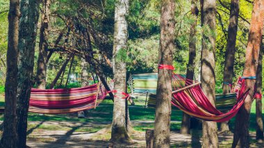 Ormandaki ağaçların arasına dizilmiş hamaklar.