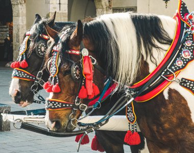 Yeni dekoratif koşumlar takmış midilliler. At ekipmanı..
