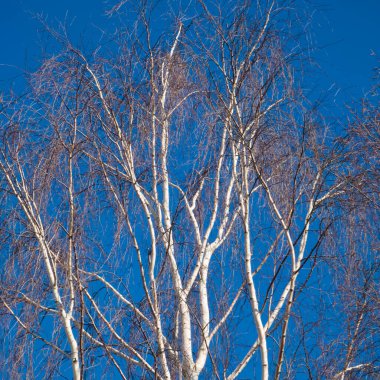 Mavi gökyüzüne karşı huş ağaçları. Çıplak ağaçlar. Sonbahar ya da bahar doğası.